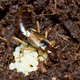Illustration for article titled Orphan an Earwig and They'll Grow Up Bigger